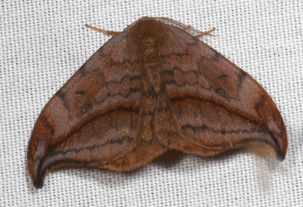 Drepana curvatula