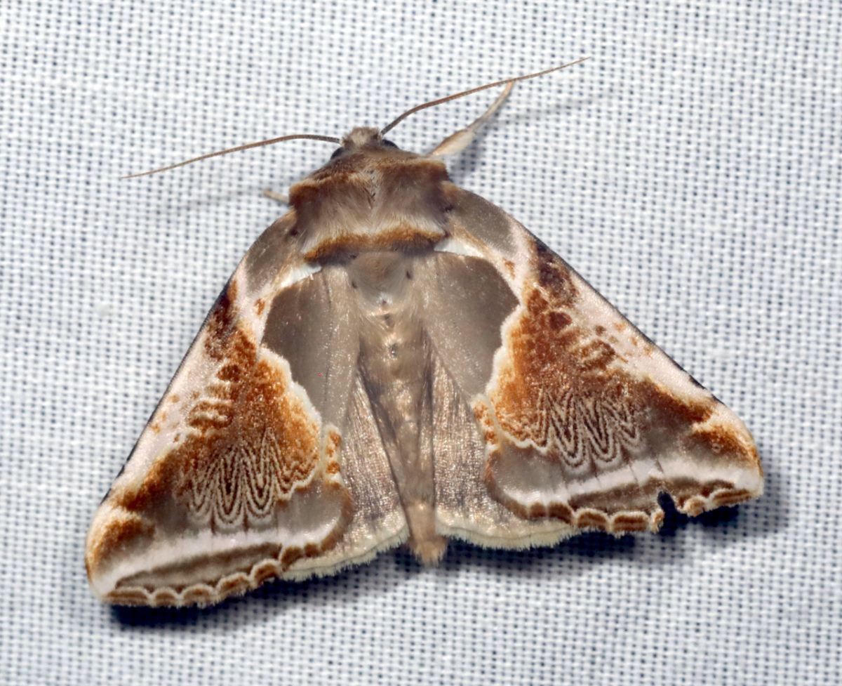 Habrosyne pyritoides