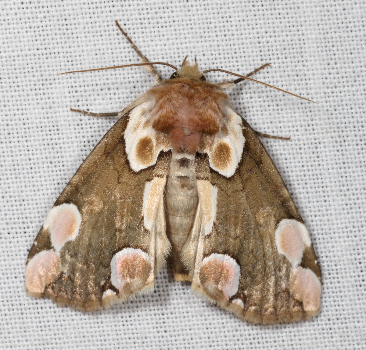Thyatira batis