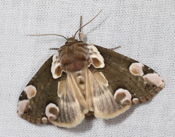Thyatira batis