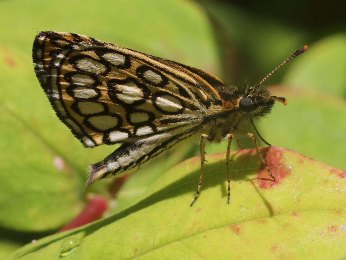 Heteropterus morpheus