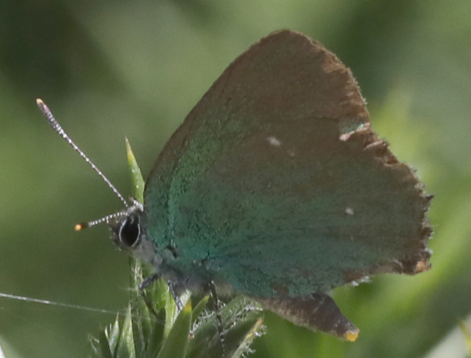 Callophrys rubi
