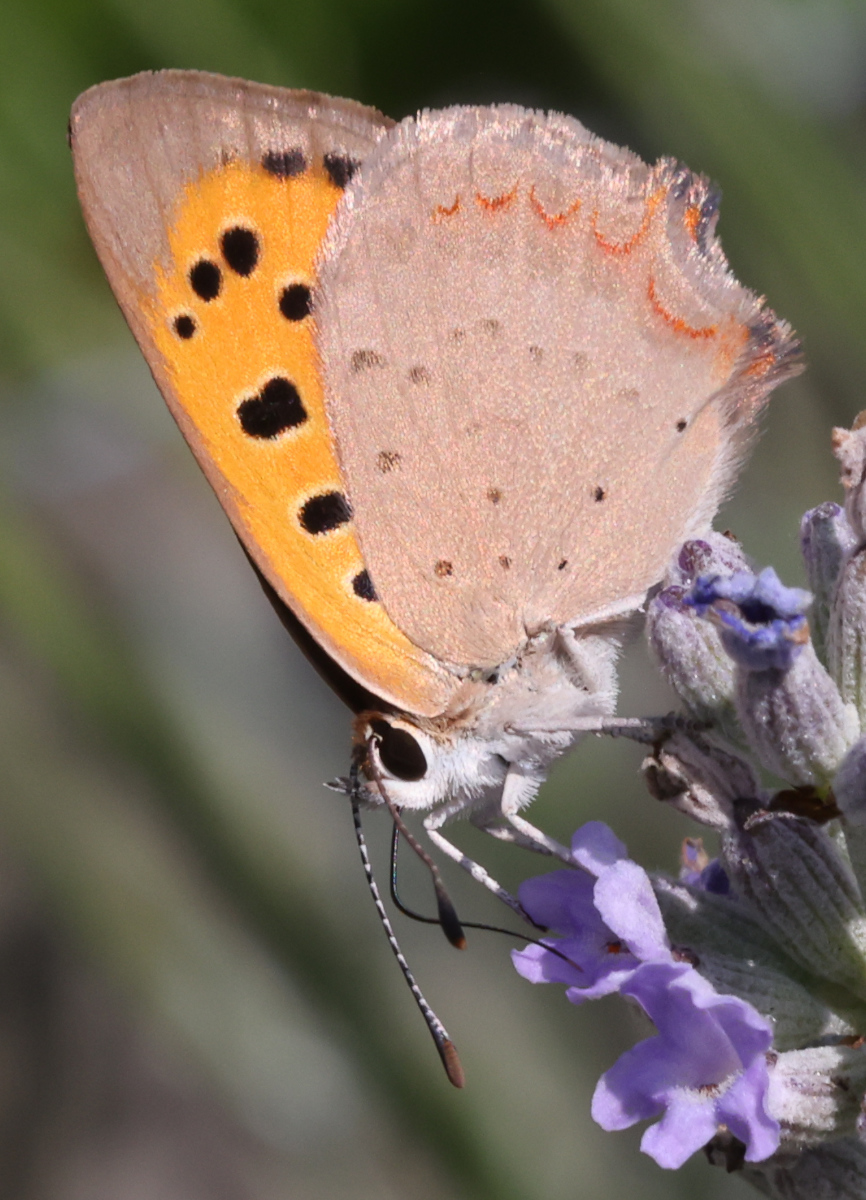 Lycaena phlaeas