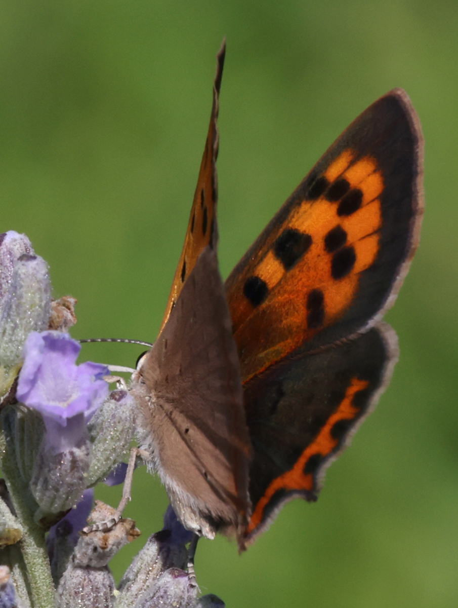 Lycaena phlaeas