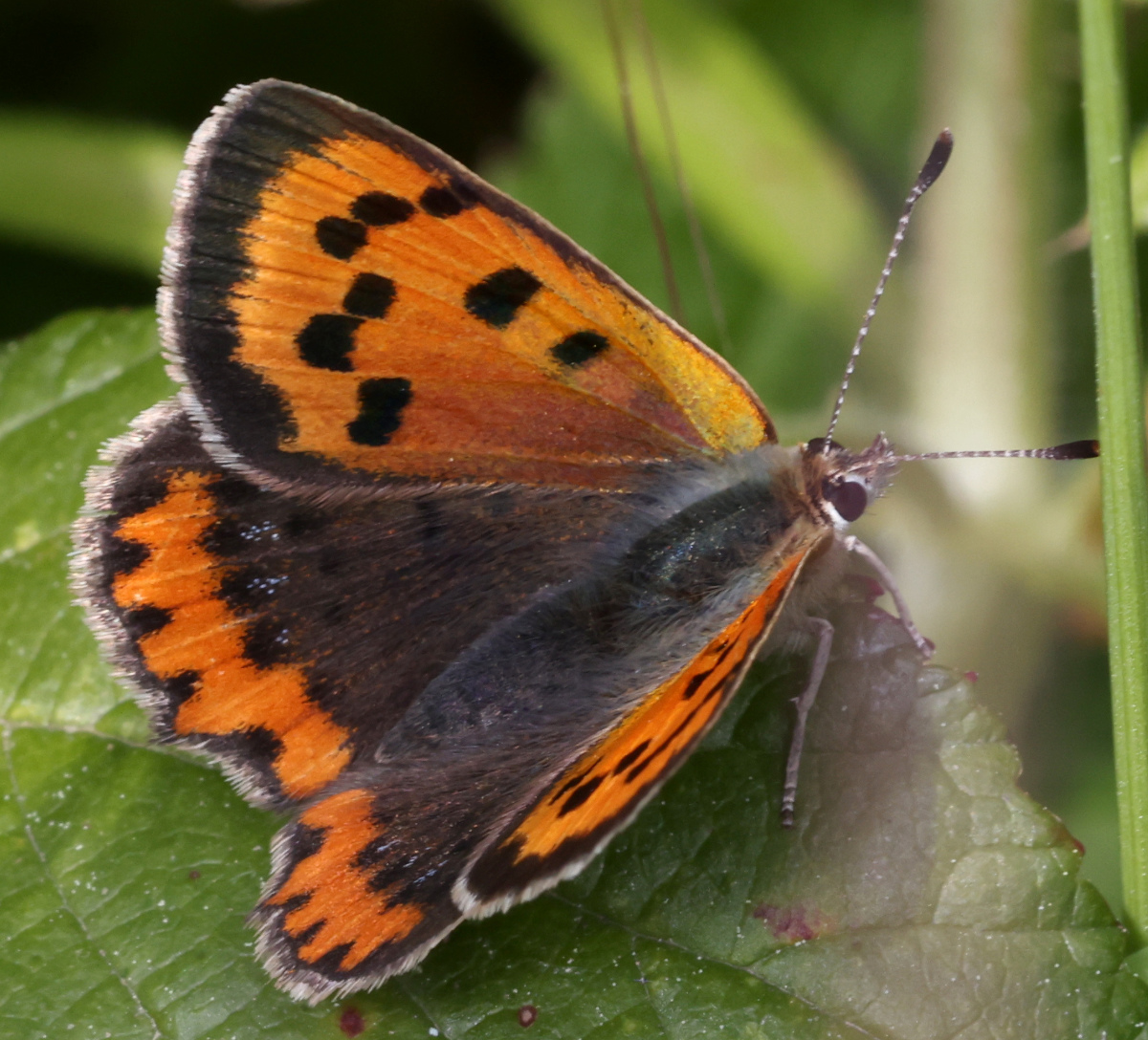 Lycaena phlaeas