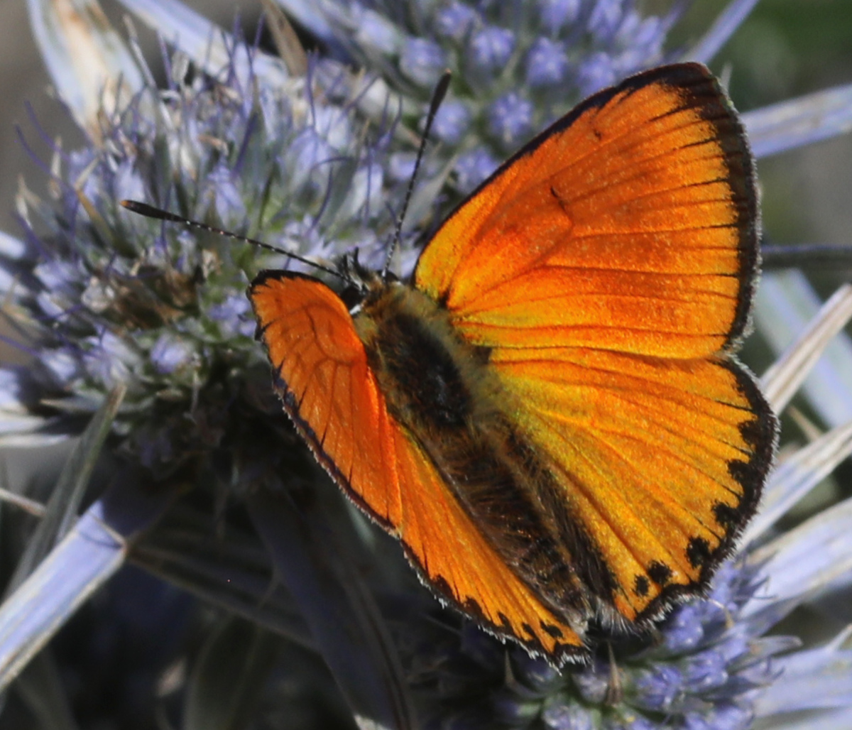 Lycaena virgaureae