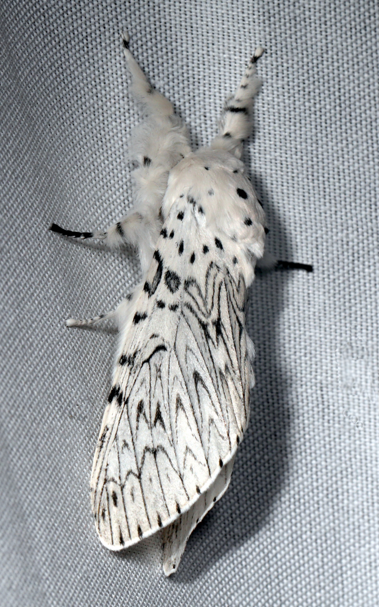 Cerura erminea