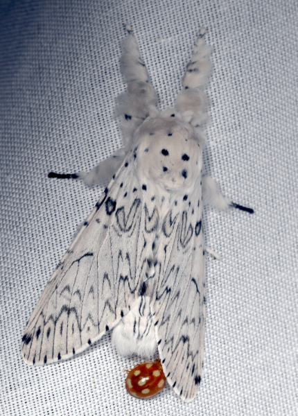 Cerura erminea