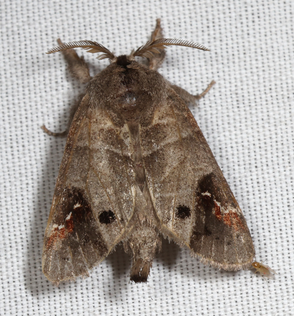 Clostera anachoreta