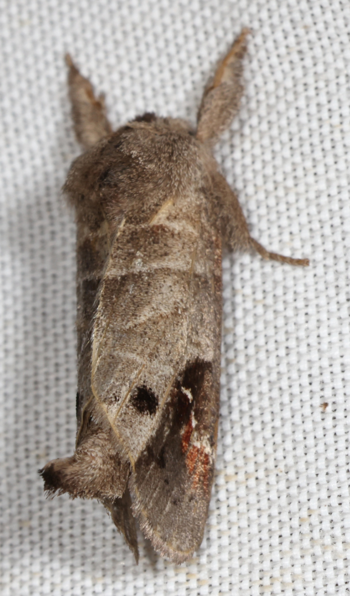 Clostera anachoreta