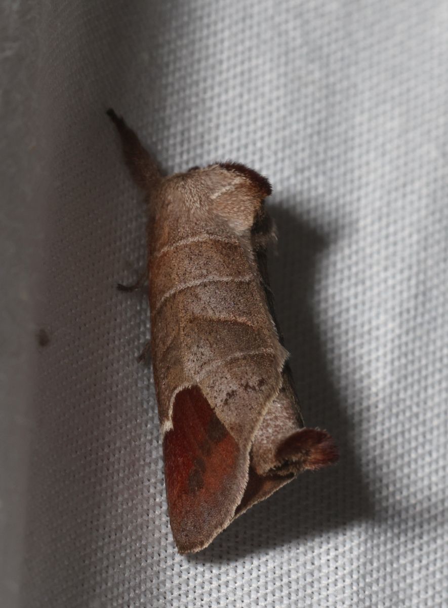 Clostera curtula