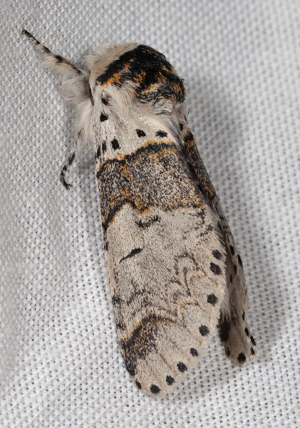Furcula furcula