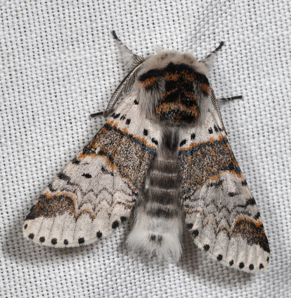 Furcula furcula