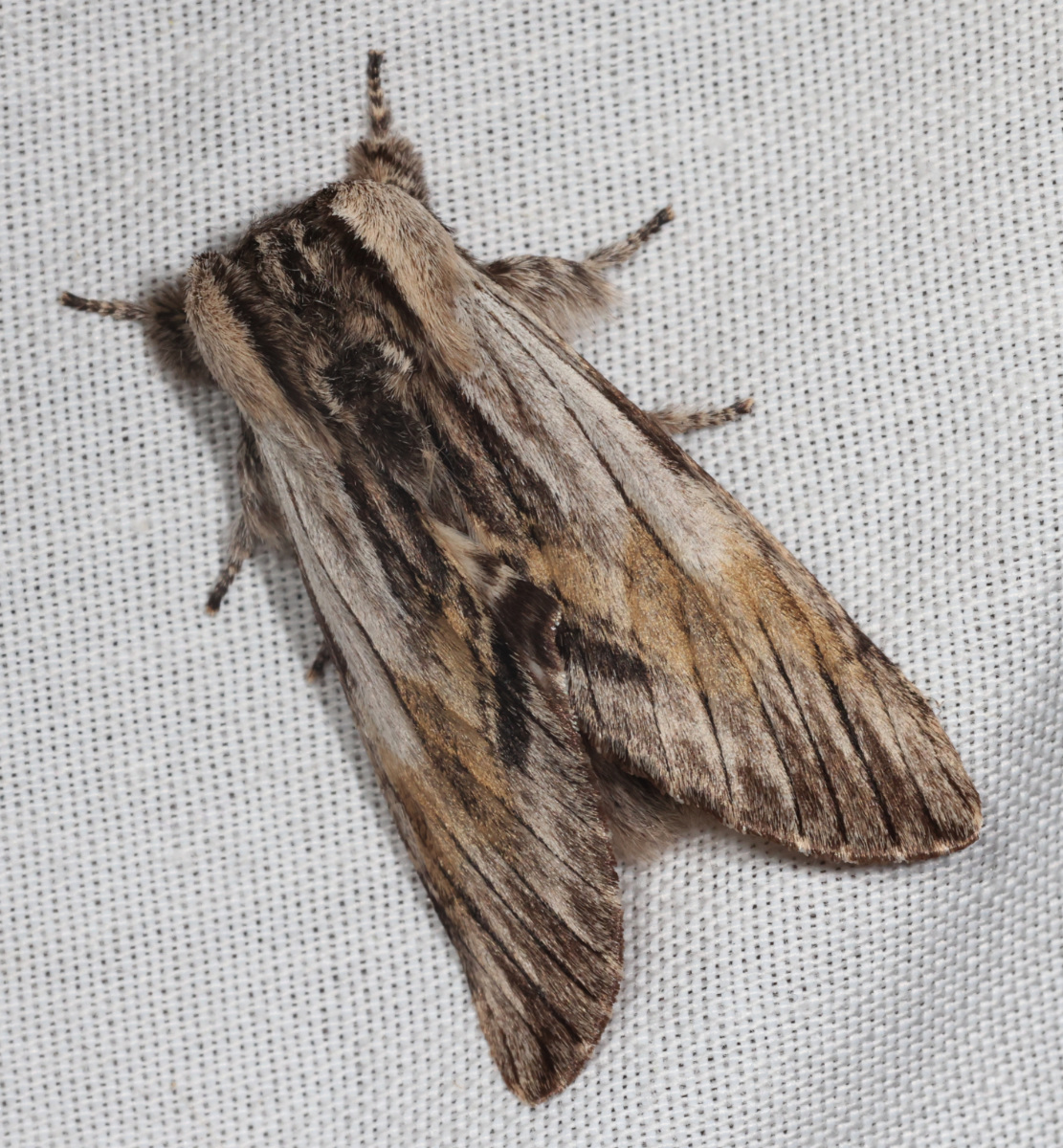 Harpyia milhauseri