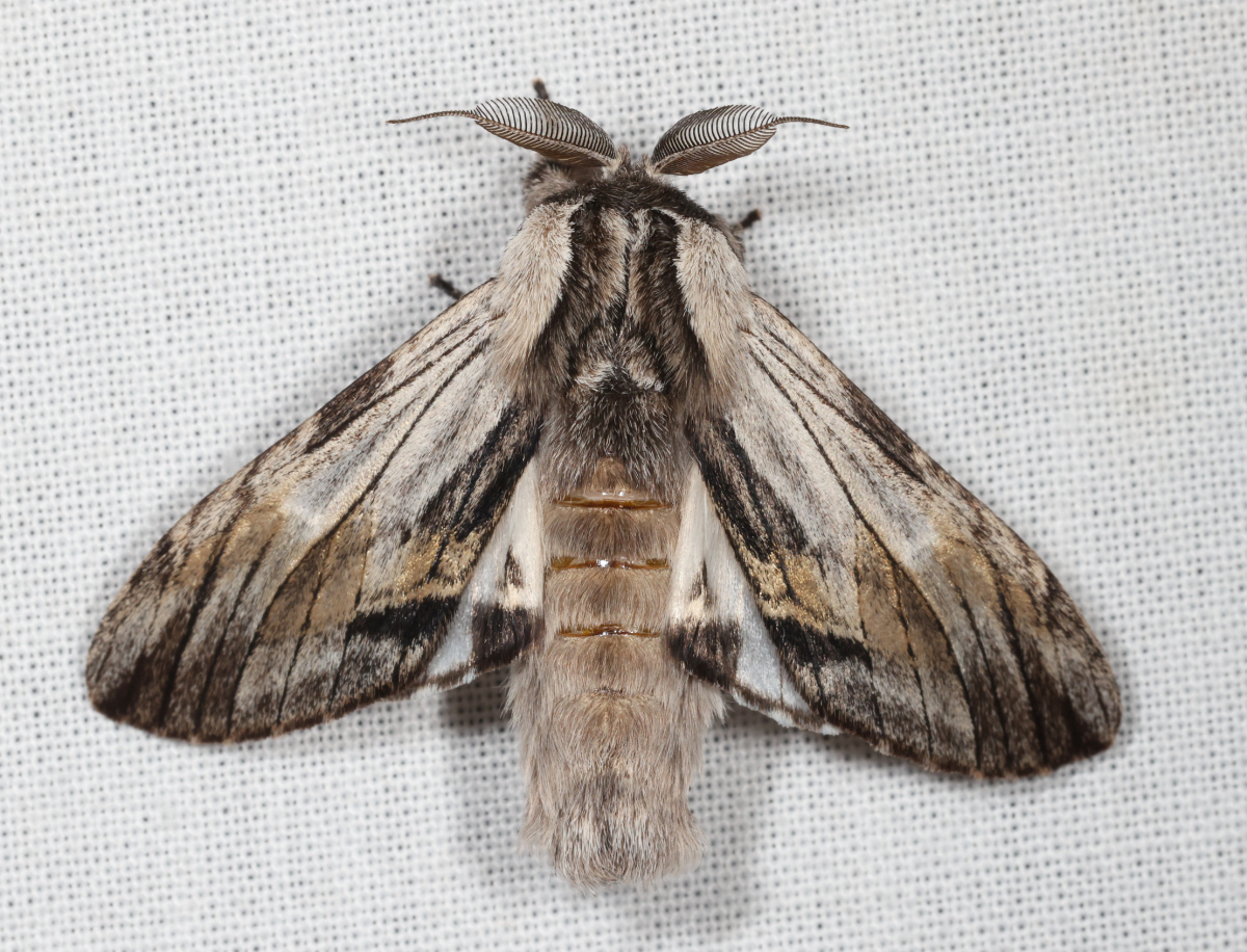 Harpyia milhauseri
