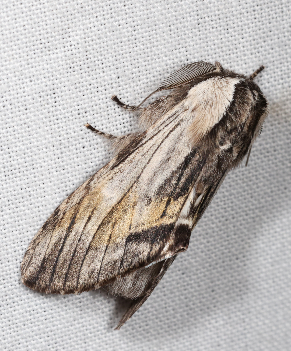 Harpyia milhauseri