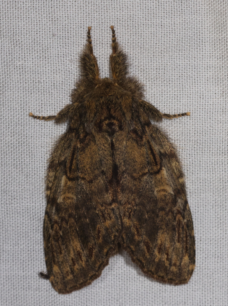 Peridea anceps