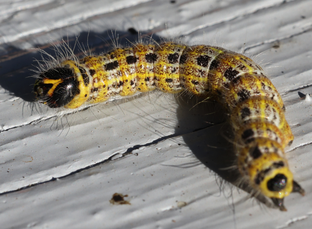 Phalera bucephala