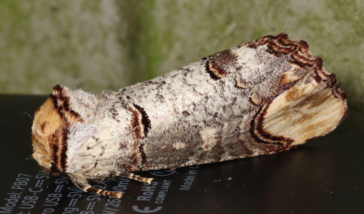 Phalera bucephala