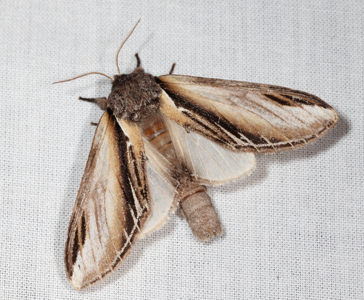 Pheosia tremula