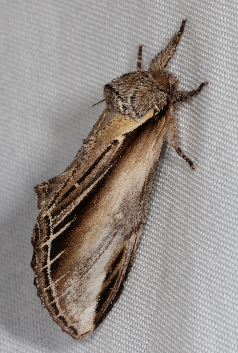 Pheosia tremula