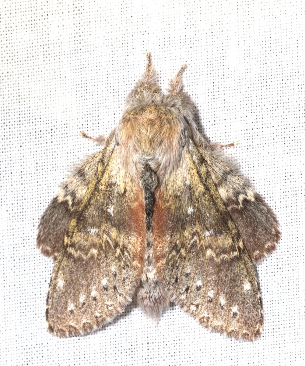 Stauropus fagi