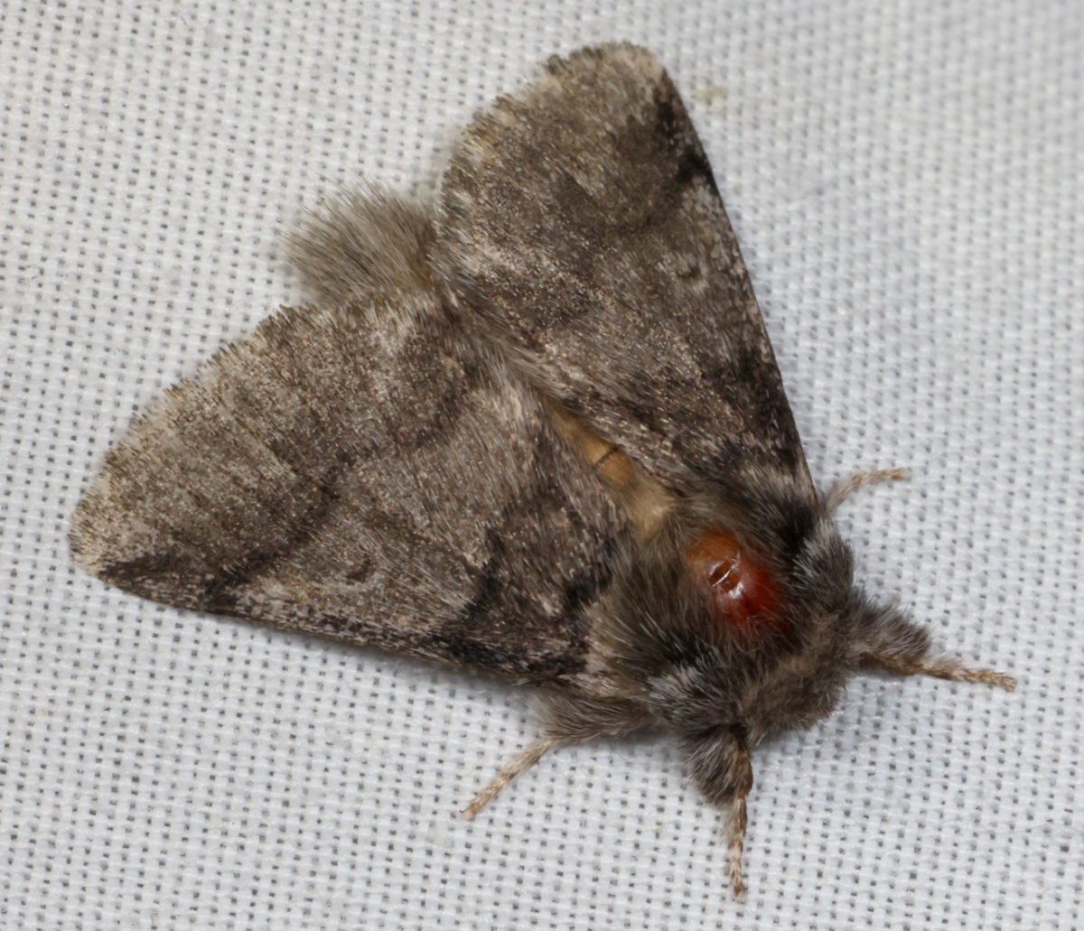 Thaumetopoea pityocampa