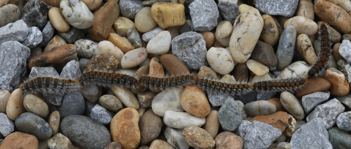 Thaumetopoea pityocampa
