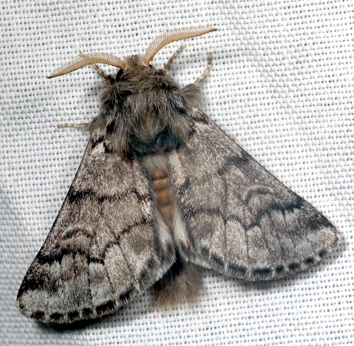 Thaumetopoea pityocampa