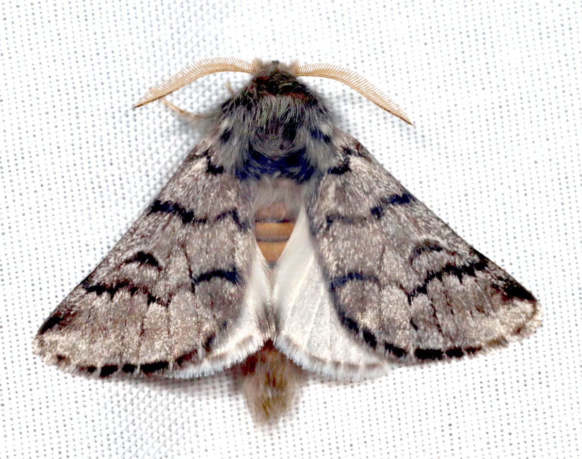 Thaumetopoea pityocampa