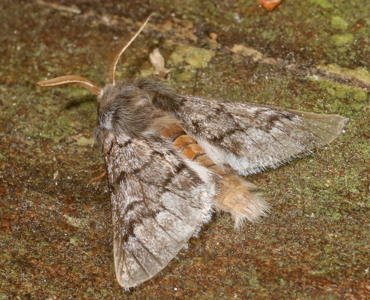 Thaumetopoea pityocampa