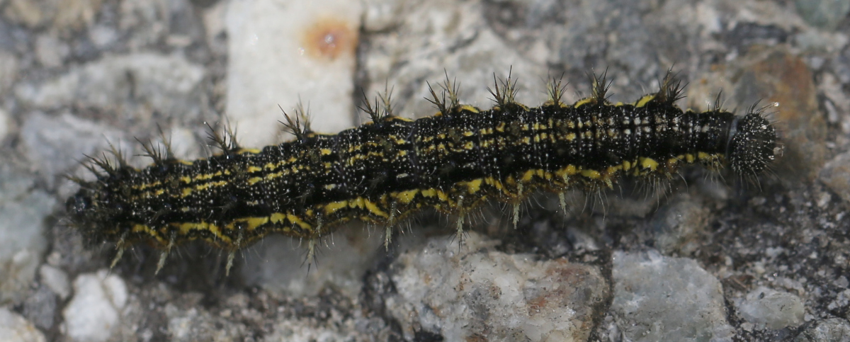 Aglais urticae
