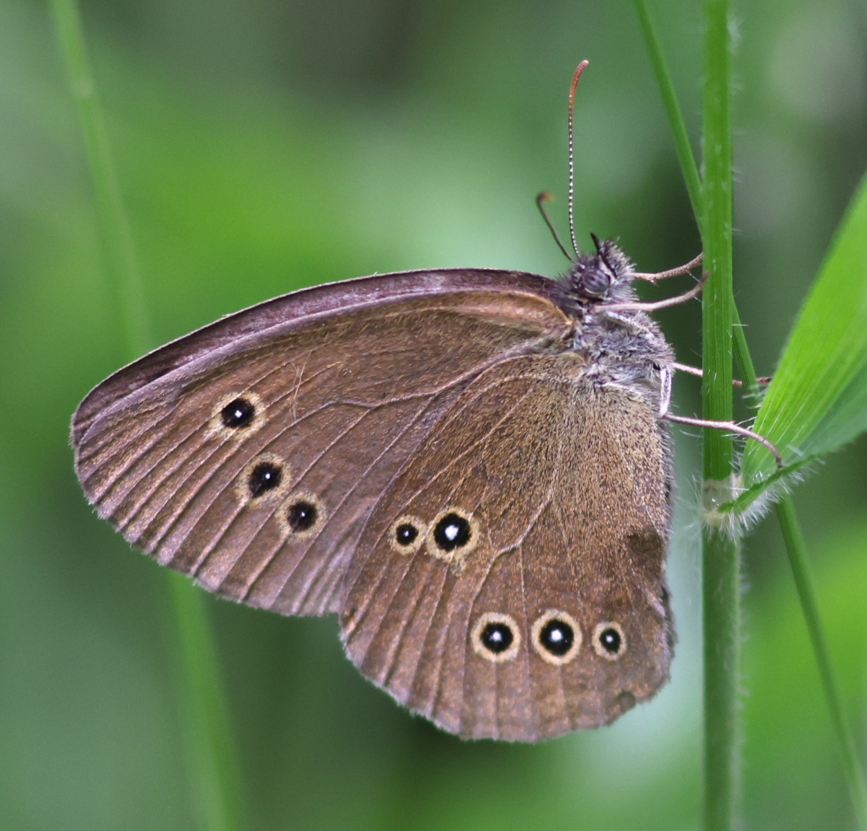 Aphantopus hyperantus