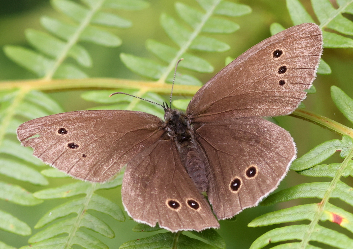 Aphantopus hyperantus