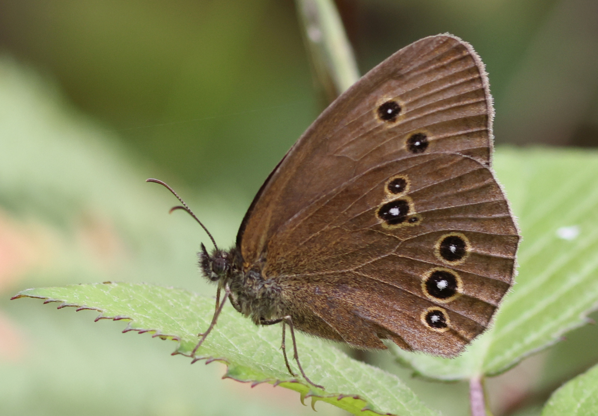Aphantopus hyperantus