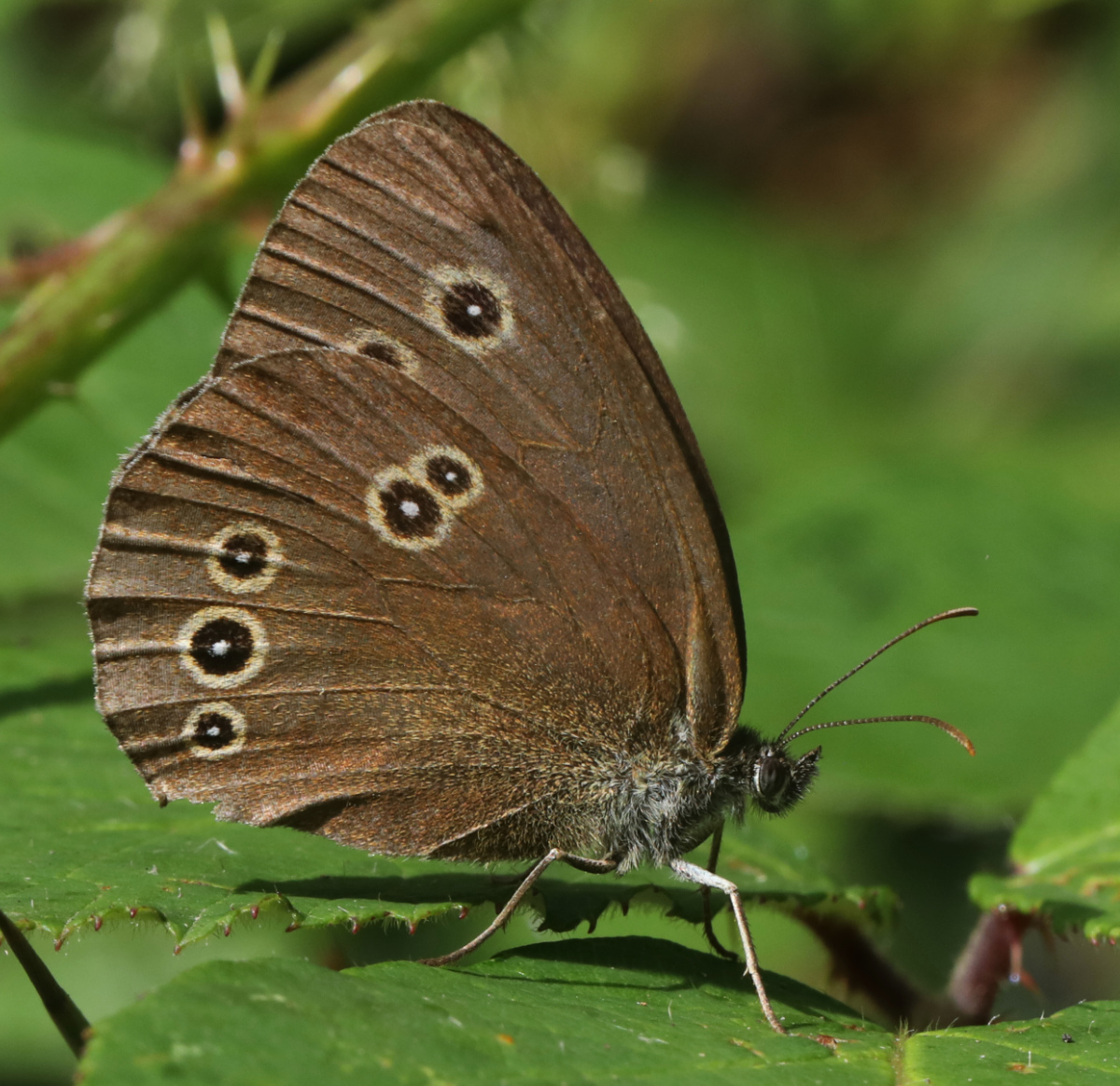 Aphantopus hyperantus