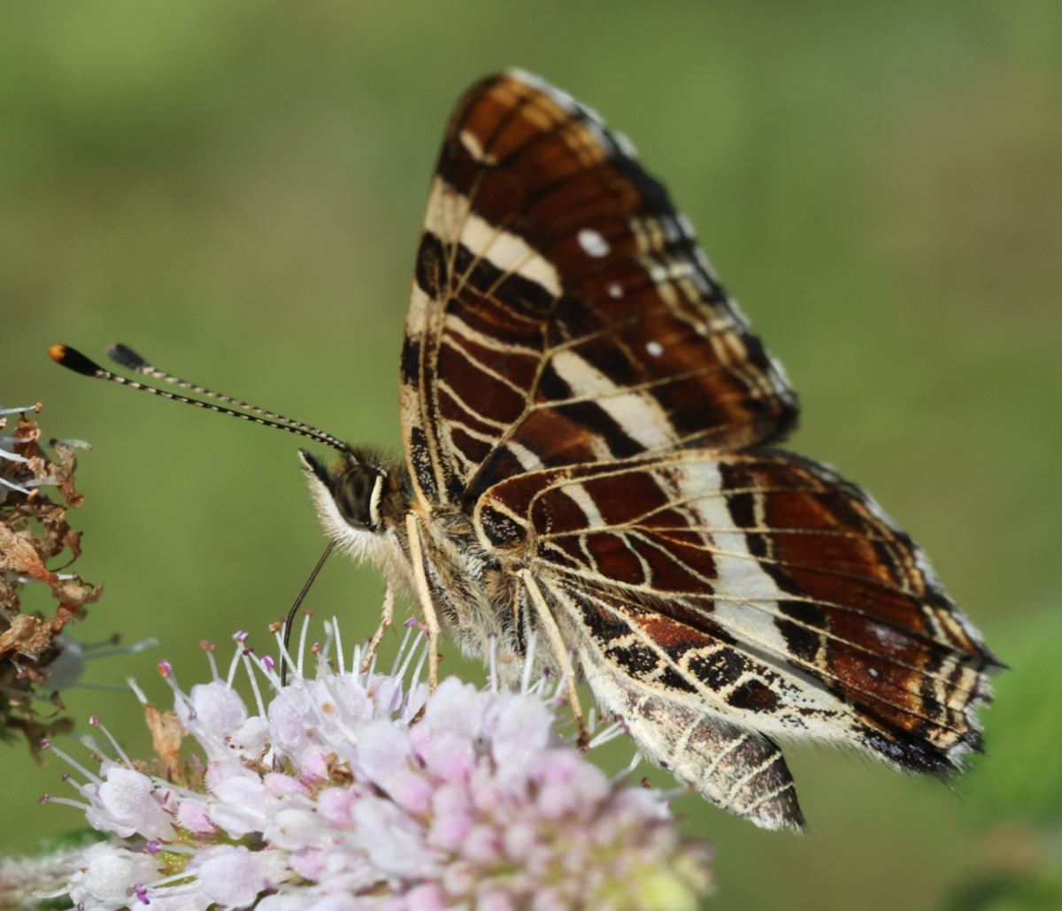 Araschnia levana