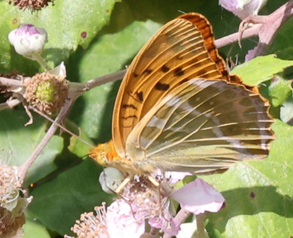 Argynnis paphia