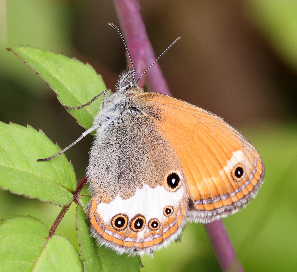 Coenonympha arcania