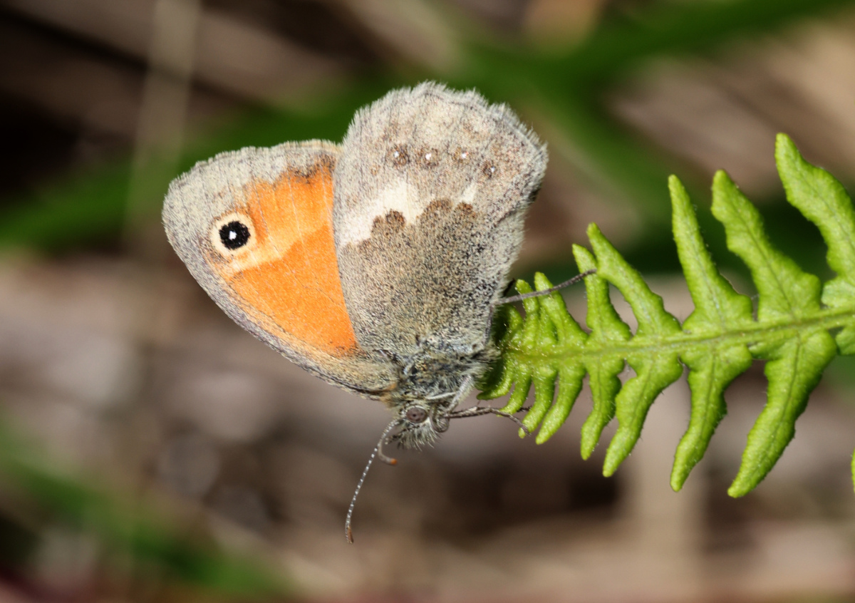 Coenonympha pamphilus