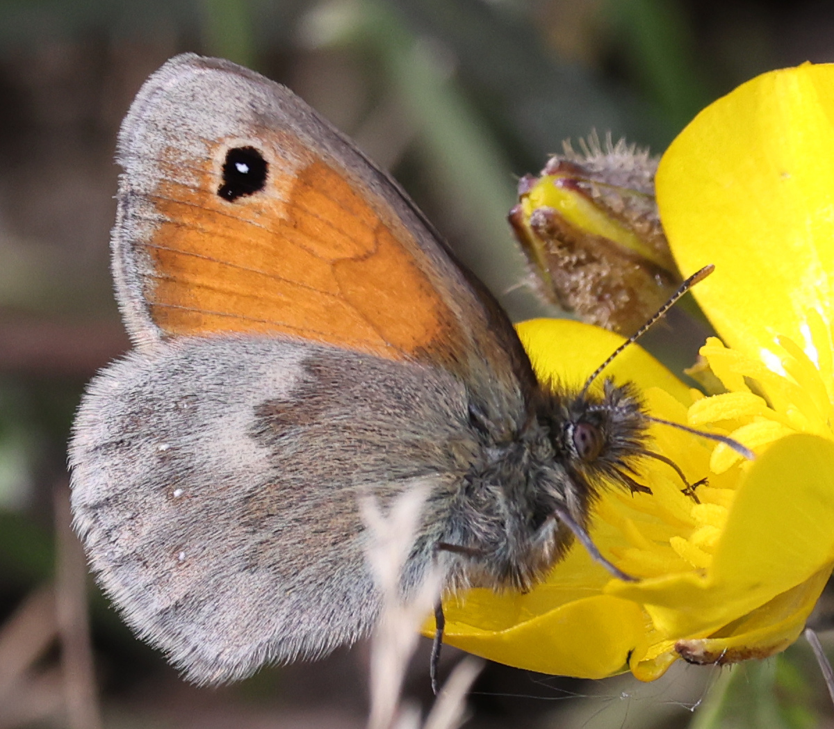 Coenonympha pamphilus