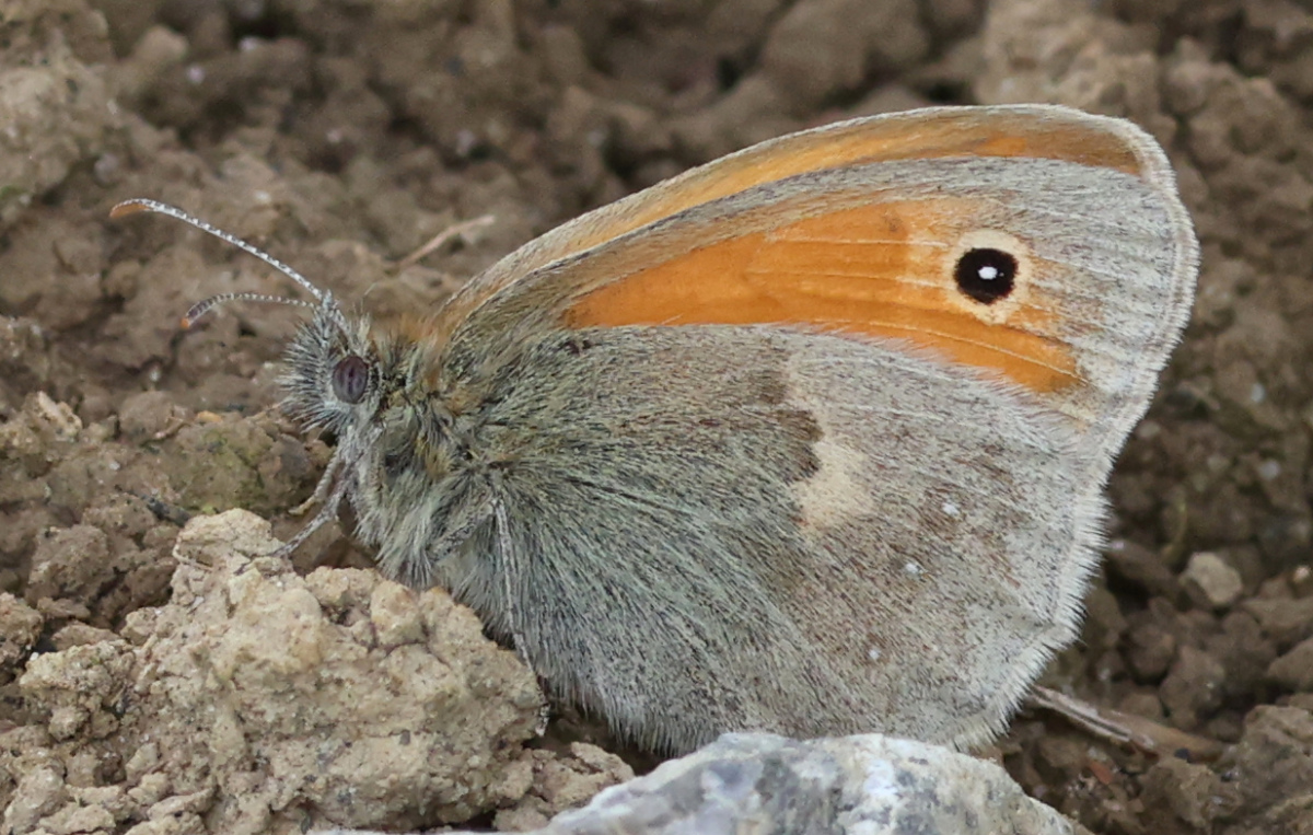 Coenonympha pamphilus