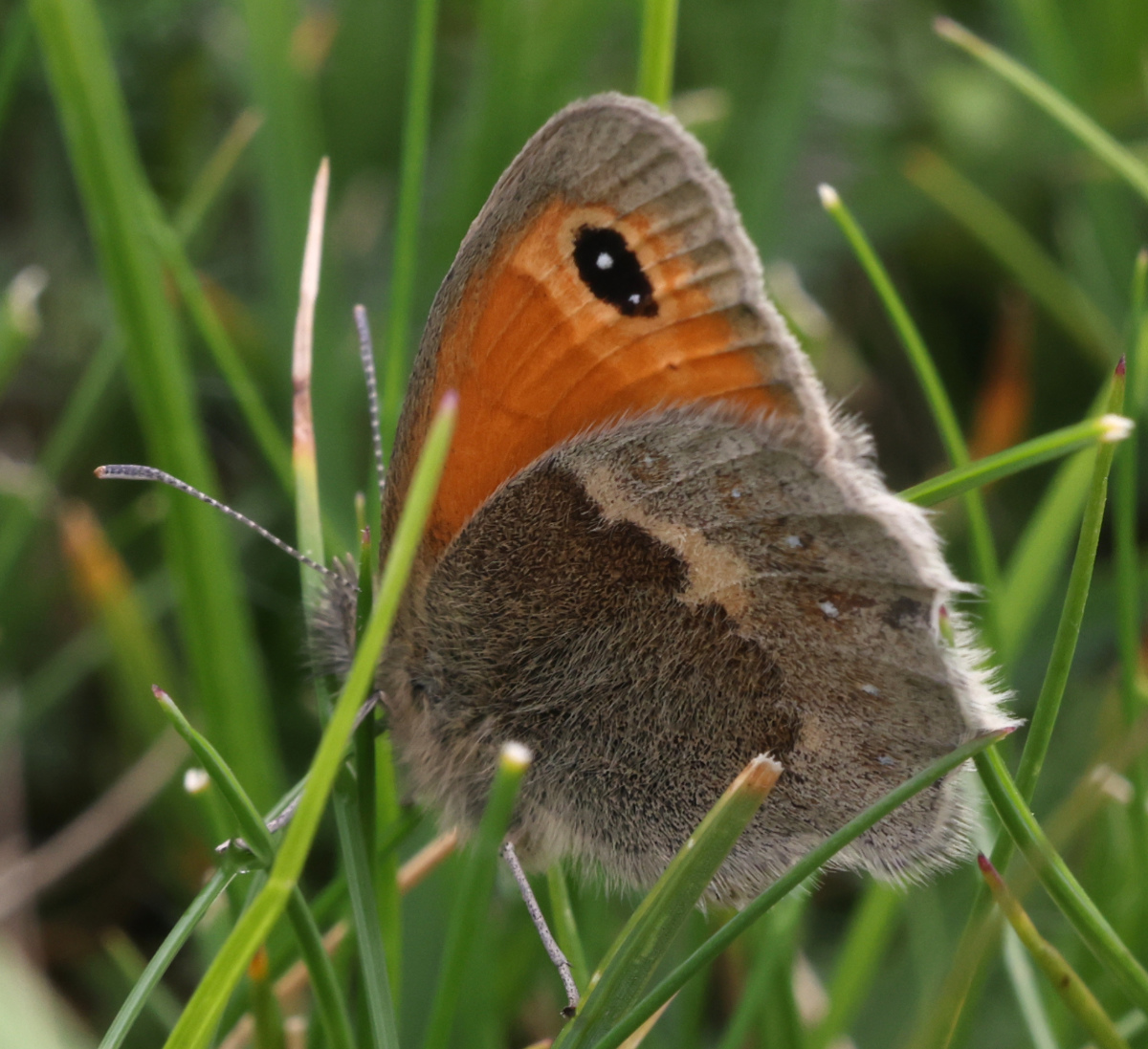 Coenonympha pamphilus
