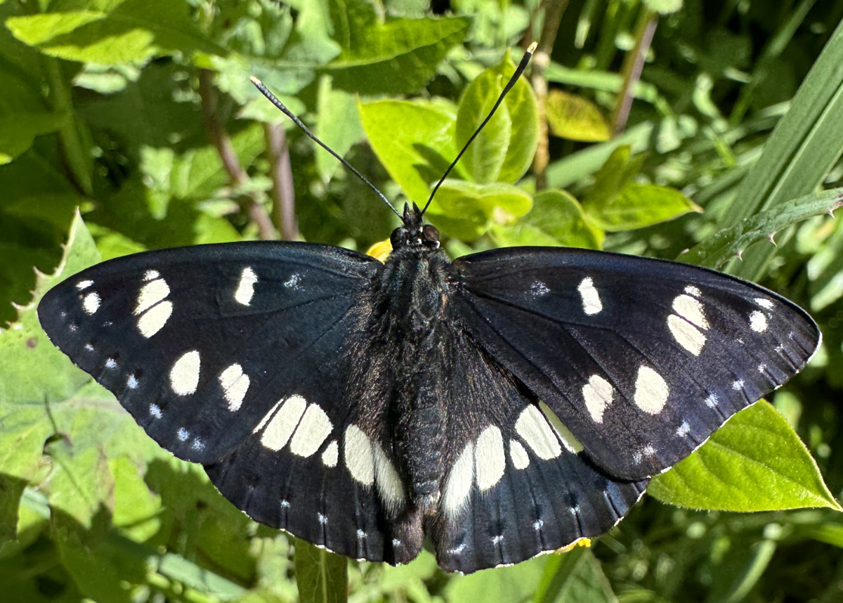 Limenitis reducta