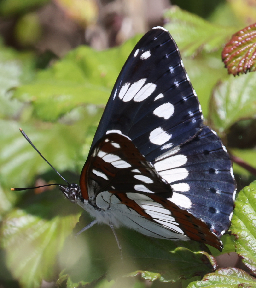 Limenitis reducta