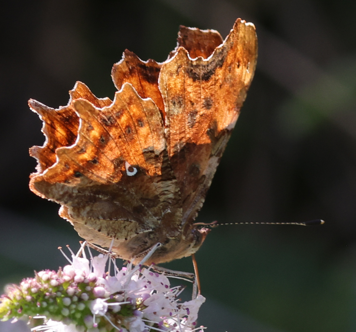 Polygonia c-album