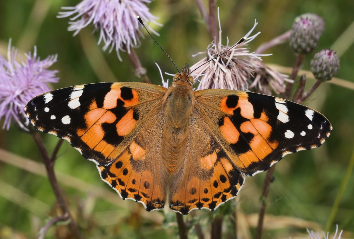 Vanessa cardui