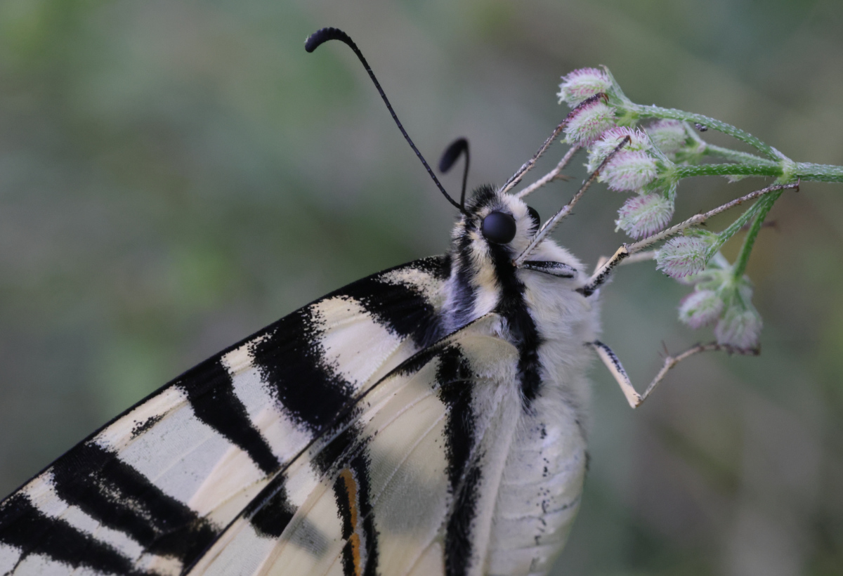 Iphiclides podalirius