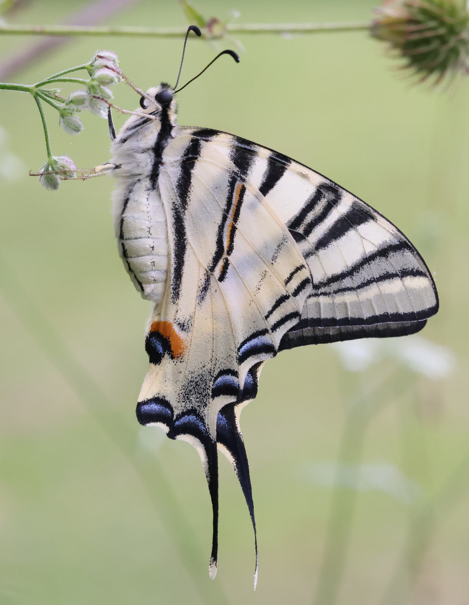 Iphiclides podalirius