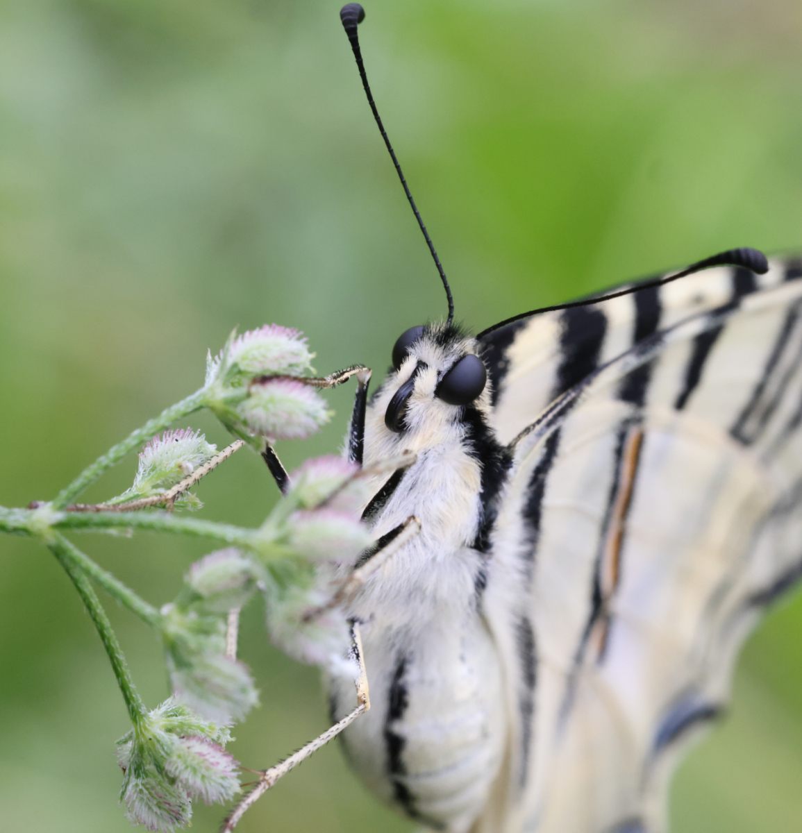 Iphiclides podalirius